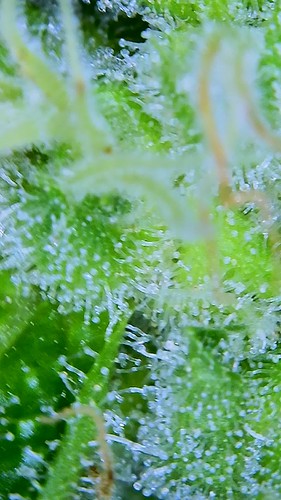 Growreport Bild 5
