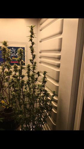 Growreport Bild 8