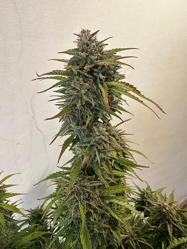 Growreport Bild 13