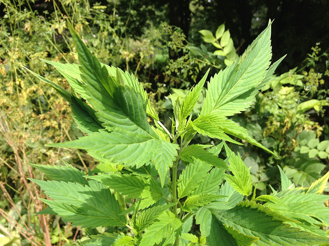 vt102_ducks-chlorose_4