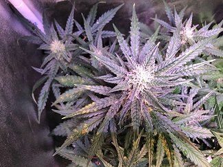 Growreport Bild 7