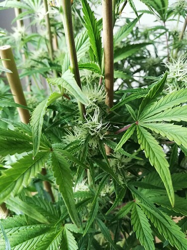 Growreport Bild 43