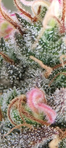 Growreport Bild 11