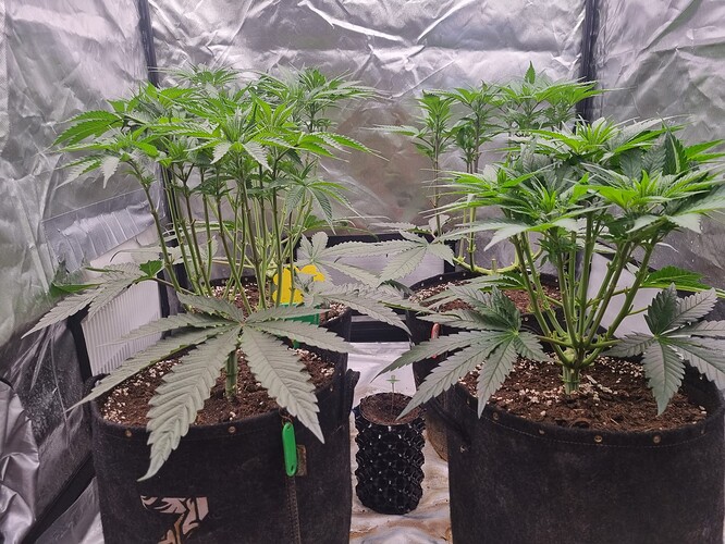 Growreport Bild 37