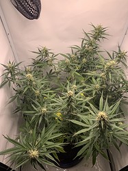 Growreport Bild 7