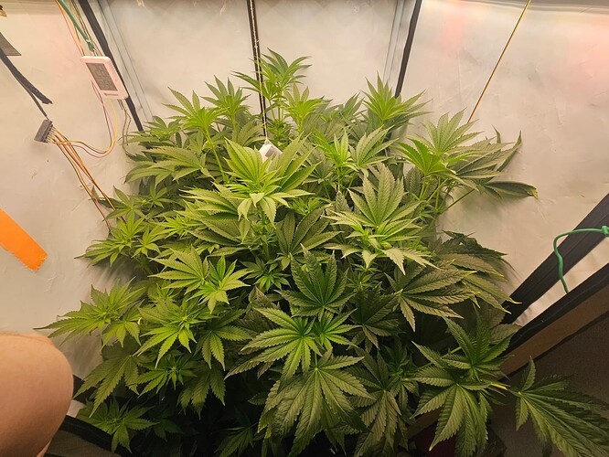 Growreport Bild 22