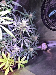 Growreport Bild 28
