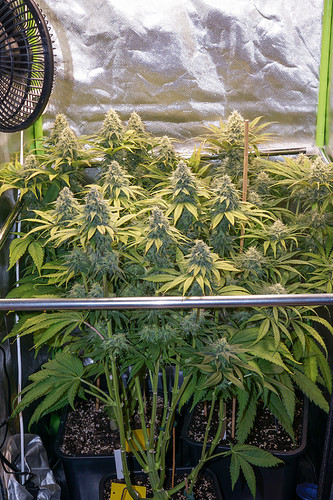 Growreport Bild 3