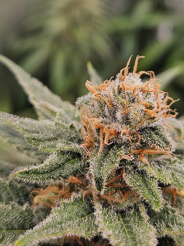 Growreport Bild 12