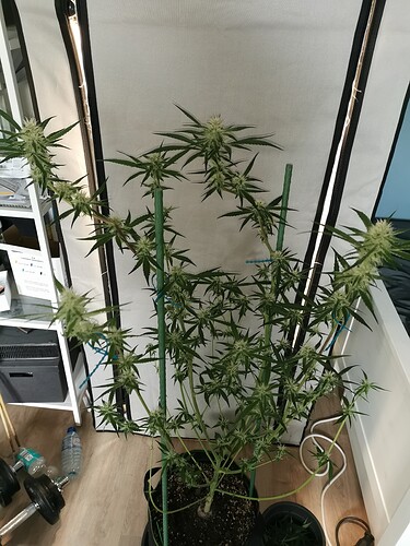 Growreport Bild 6