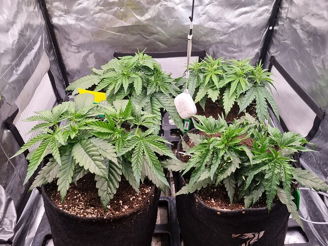 Growreport Bild 5
