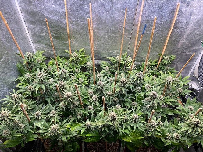 Growreport Bild 2