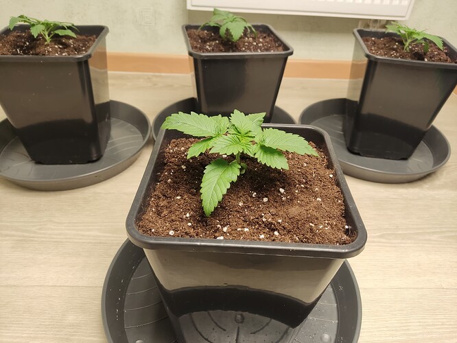 Growreport Bild 13