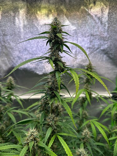 Growreport Bild 11