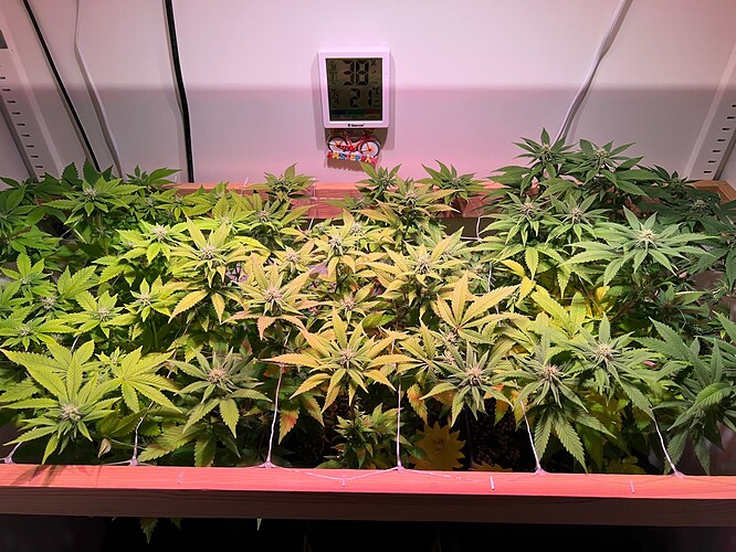 Growreport Bild 1
