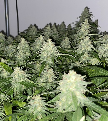 Growreport Bild 7
