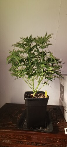 Growreport Bild 4