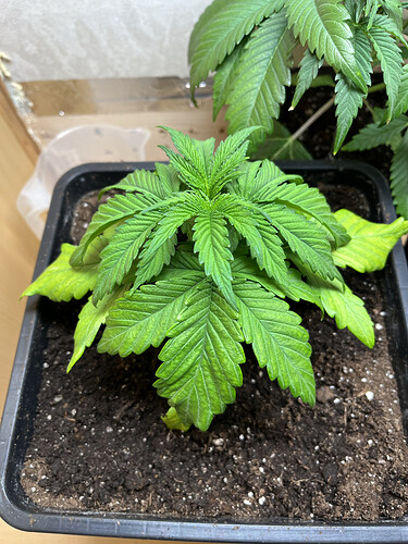 Growreport Bild 8
