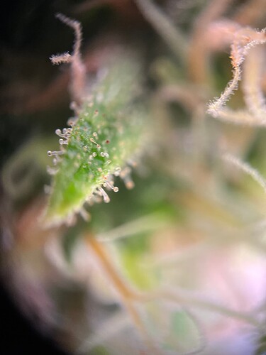 Growreport Bild 49