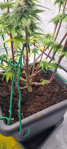 Growreport Bild 1