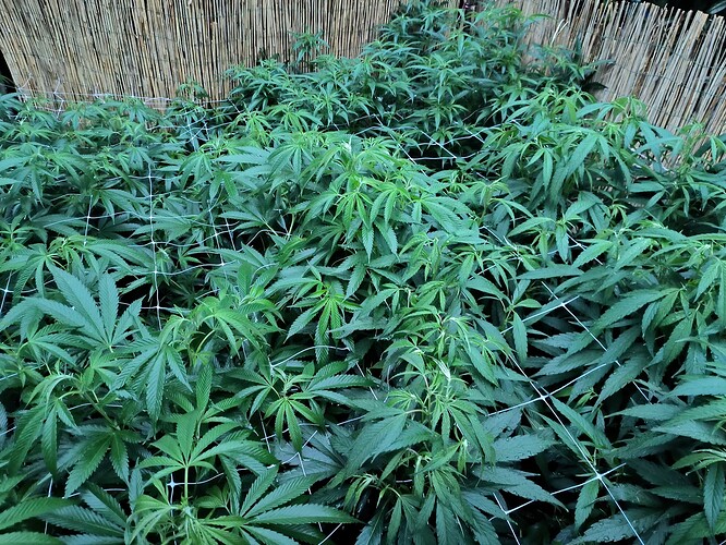 Growreport Bild 1