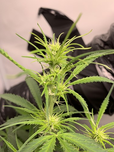 Growreport Bild 6
