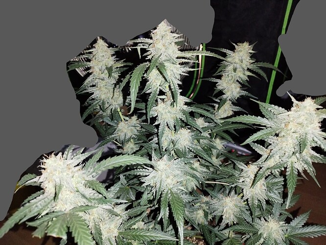 Growreport Bild 2