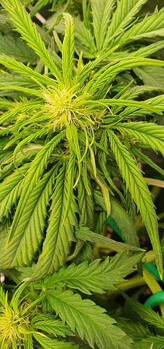 Growreport Bild 3