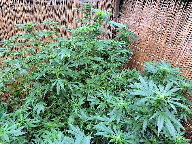 Growreport Bild 8