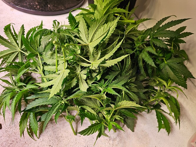 Growreport Bild 4
