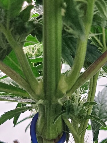Growreport Bild 5