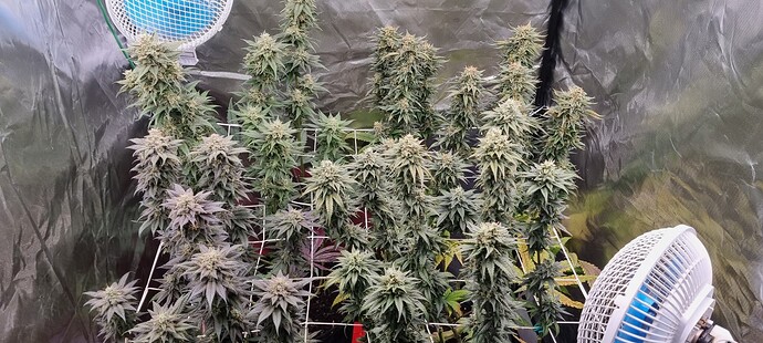 Growreport Bild 39