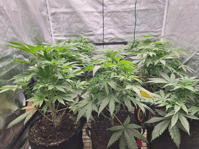 Growreport Bild 26