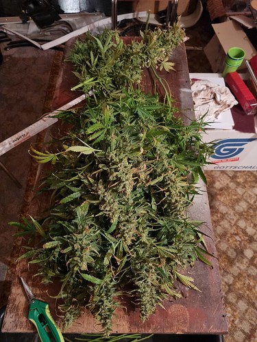 Growreport Bild 6