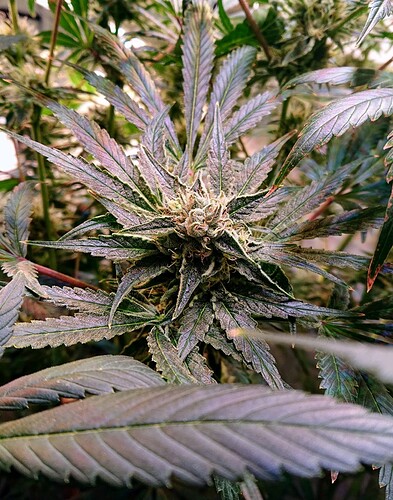 Growreport Bild 11