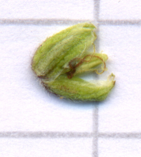sez08