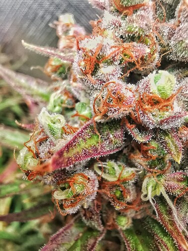 Growreport Bild 3
