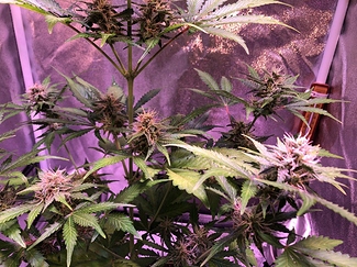 Growreport Bild 32