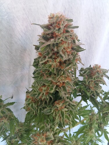 Growreport Bild 13