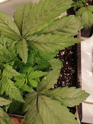 Growreport Bild 4