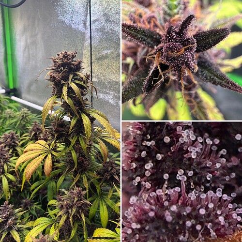 Growreport Bild 1
