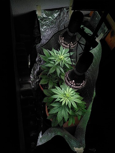 Growreport Bild 3