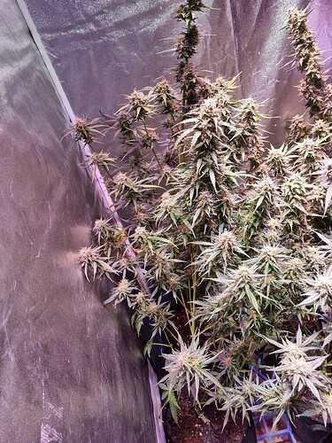 Growreport Bild 2