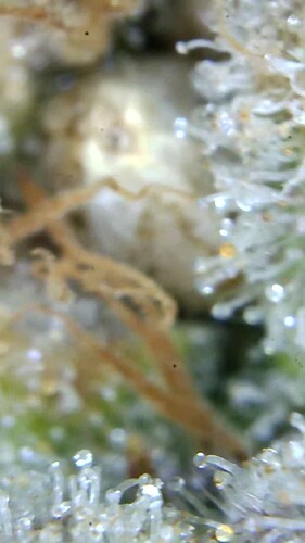 Growreport Bild 49