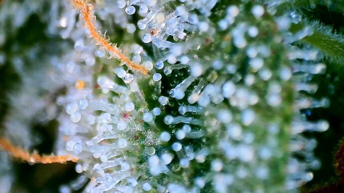 Growreport Bild 29