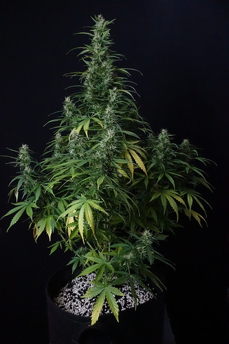 Growreport Bild 5