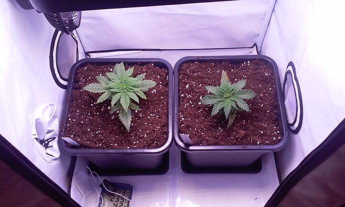Growreport Bild 2