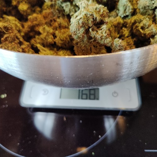 Growreport Bild 60
