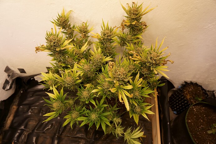 Growreport Bild 1