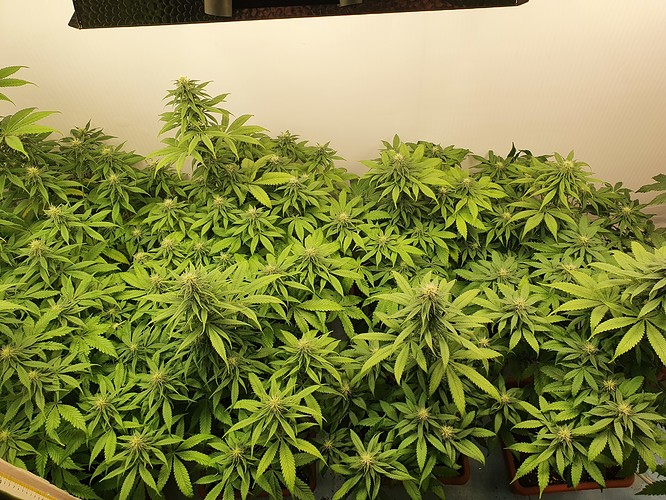 Growreport Bild 1